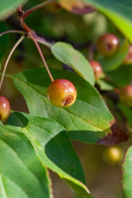 奇的棋手 奇的棋手